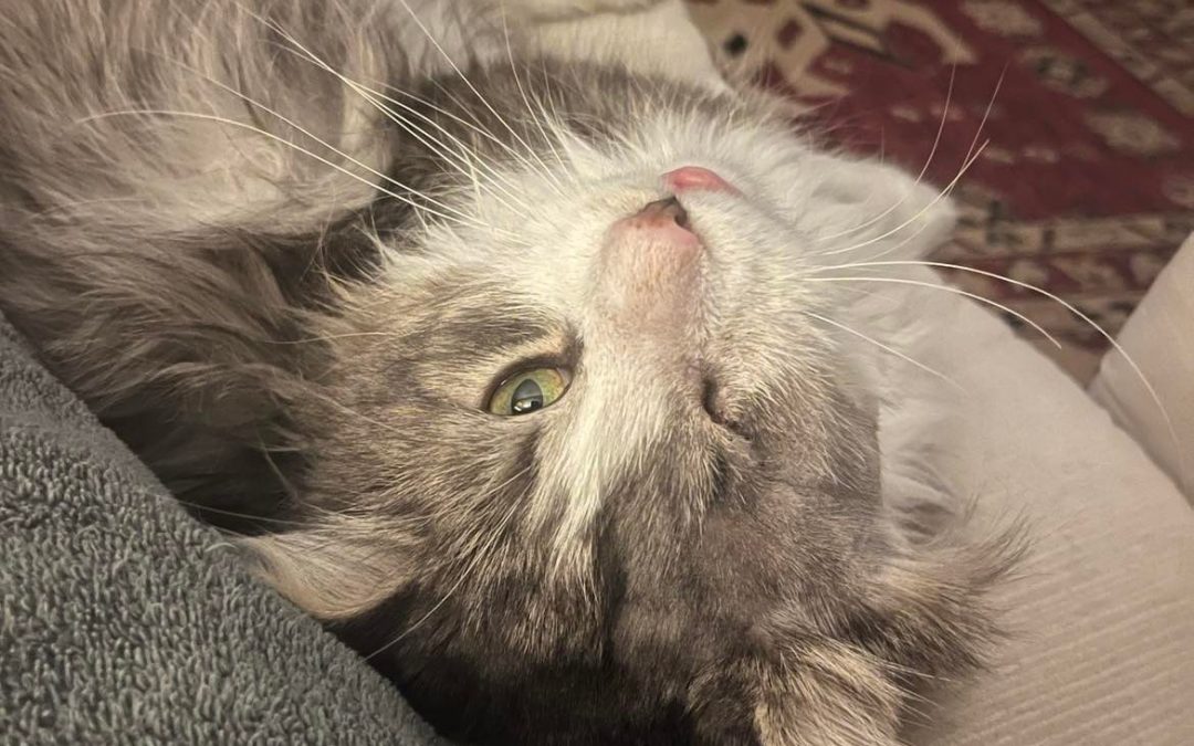Adoption feature: Meet Milo!