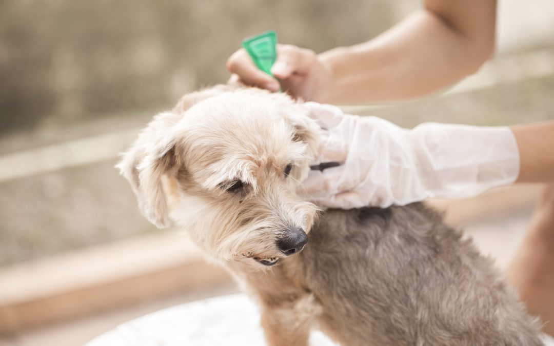 Tips for fleas and ticks